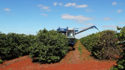 Exportação de café verde do Brasil cresce 11,5% em setembro