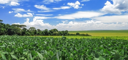 MT:Aprosoja e produtores condenados pelo plantio de soja fora do calendário