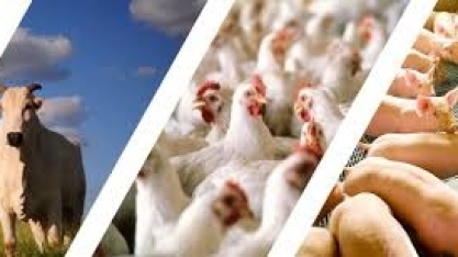 Cepea: Competitividade do frango ante produto bovino e suíno é a maior
