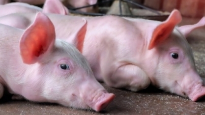 Peste africana levou a mudanças no comércio global de carne suína