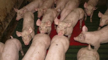 Produtor de suínos não comemora ganhos nos embarques de carne