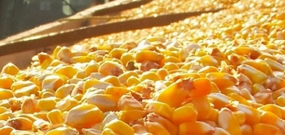 Brasil deve exportar 5,5 milhões de toneladas de milho em outubro 