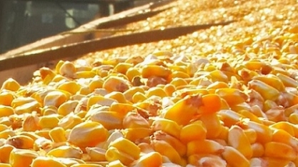 Brasil deve exportar 5,5 milhões de toneladas de milho em outubro 