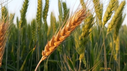 Trigo Set/2020: Análise Agromensal Conjuntural Cepea/Esalq/USP