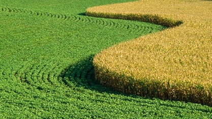 Isenção na tarifa de importação de milho e soja volta ao debate no governo