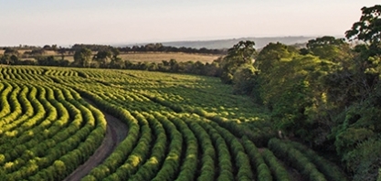  Café Set/2020: Análise Agromensal Conjuntural Cepea/Esalq/USP 