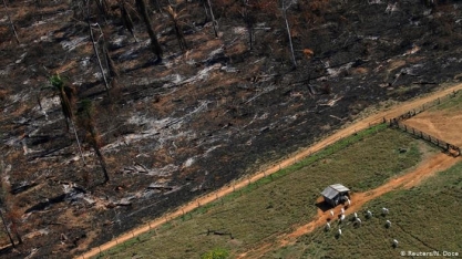 Reino Unido: Empresas de alimentos exigem proteção de florestas tropicais