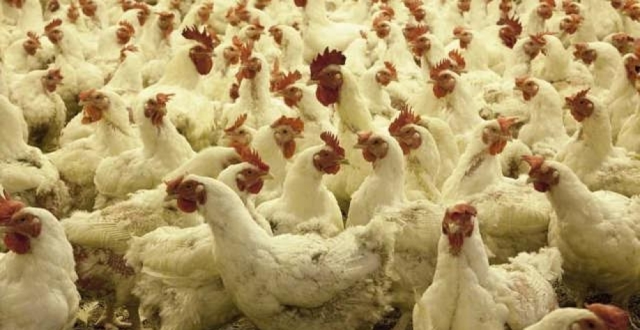 Exportação de carne de frango recua 2,3% em setembro, indica ABPA