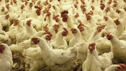Exportação de carne de frango recua 2,3% em setembro, indica ABPA