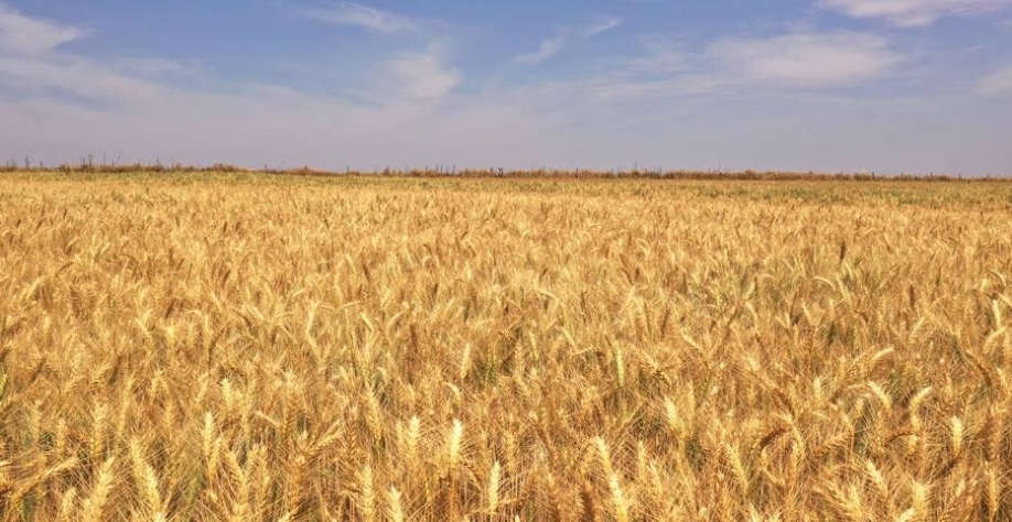 País pode se tornar autossuficiente em trigo com tecnologia para o Cerrado