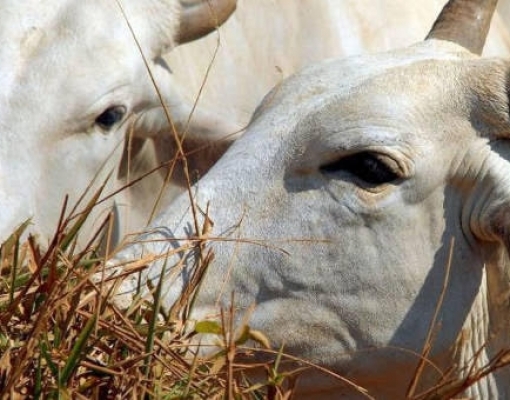 Pecuaristas retêm fêmeas e rebanho bovino cresce pela 1ª vez em 3 anos