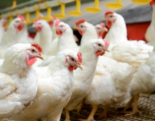 Alta nos preços dos grãos preocupa setor avícola