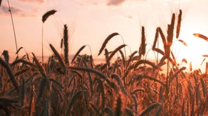 RS: Fecoagro estima quebra de ao menos 30% na safra de trigo