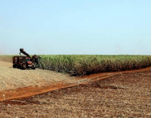 Setor de cana do Brasil tem momento mágico que favorece M&A, diz consultor