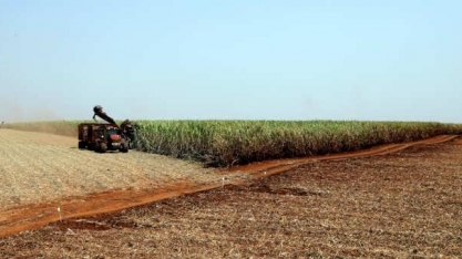 Setor de cana do Brasil tem momento mágico que favorece M&A, diz consultor