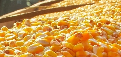 Milho: Volume exportado em outubro cai 14,3% ante out/19 