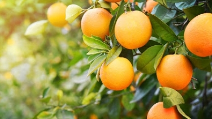 Exportação de suco de laranja cai 19% no acumulado da safra 20/21 