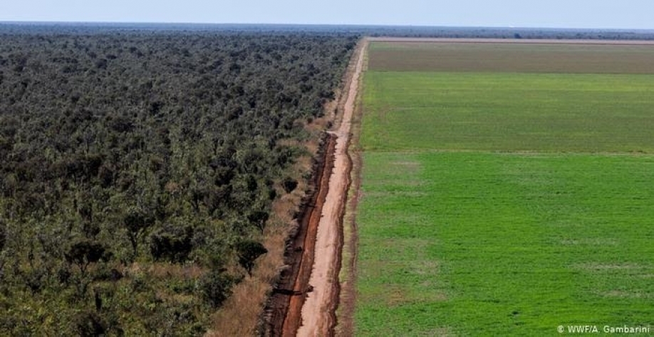 Frango vendido em redes britânicas é ligado a desmatamento no Brasil