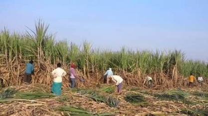 Açúcar anda de lado por subsídios à vista na Índia e entressafra no Brasil