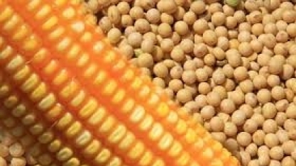 Seca exige replantio de soja e derruba produtividade de milho 