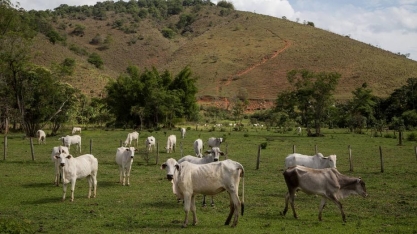 Pecuária busca novo pacto agroambiental