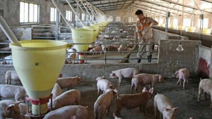 Peste suína africana: 131 novos surtos notificados entre 16 e 29/outubro