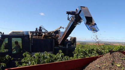 Cafeicultores apontam ao governo quebra de 40% da safra de arábica em 2021