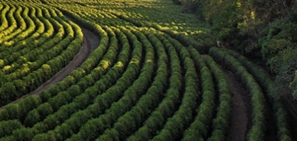 Café: Análise Conjuntural Agromensal Outubro Cepea/Esalq/USP
