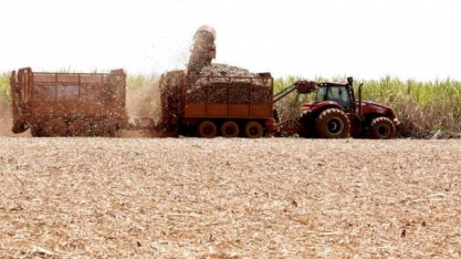 Produção de açúcar do Centro-Sul aumenta 57% na 1ª quinzena de novembro