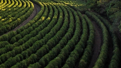 Café/USDA: Brasil deve produzir 67,9 mi de sacas em 2020/21