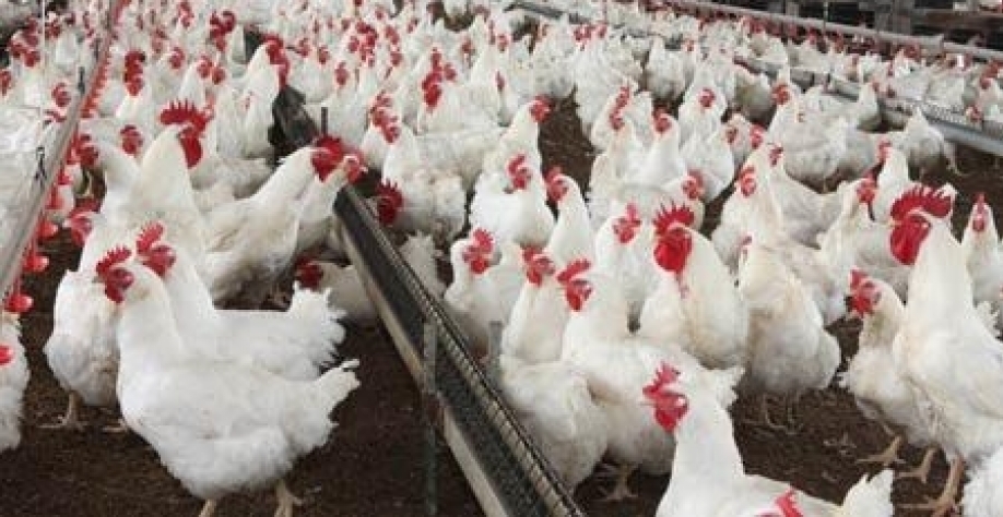 Alemanha pode abater até 70 mil frangos após registro de gripe aviária