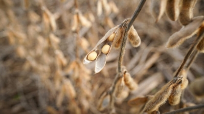É improvável que diversificação de compra de soja pela China afete Brasil