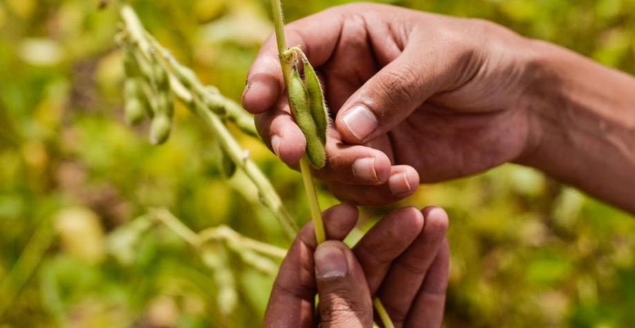 Embrapa registra 1.200 adesões a plano de demissão e anuncia metas até 2030