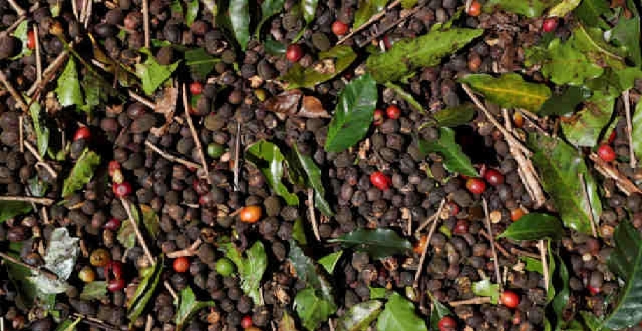 Repasse do Funcafé a agentes atinge 61% do programado para a safra