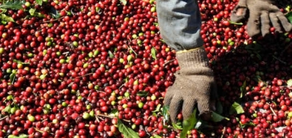 Rabobank estima recuo menos acentuado para próxima safra de café do Brasil