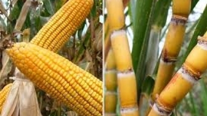 EUA e Brasil veem avanço do etanol antes de transição para elétricos