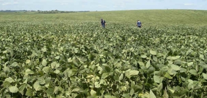 AgRural descarta “supersafra” em MT devido a clima irregular