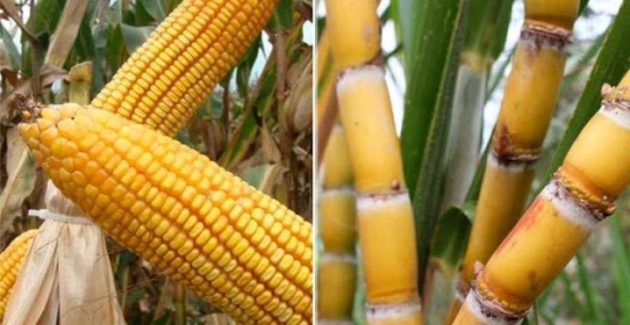 China: Importação de milho em outubro cresce 1.151% e de açúcar 94,31%