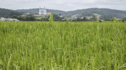 Safra de arroz chega mais cedo, mas preço cede pouco