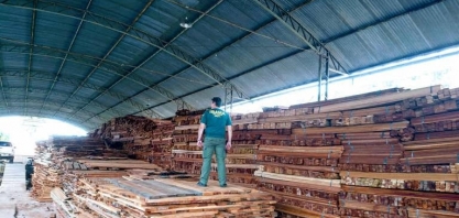 Diretor do Ibama derrubou licença para exportação de madeiras