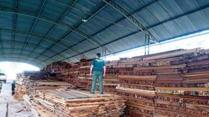 Diretor do Ibama derrubou licença para exportação de madeiras