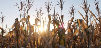 Safra recorde de grãos, mas com preços bem aquecidos  