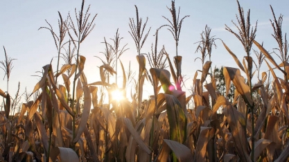 Safra recorde de grãos, mas com preços bem aquecidos  