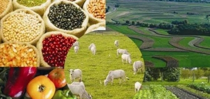 Valor Bruto da Produção deve chegar a R$ 848,6 bilhões em 2020