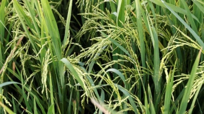 Produtor de arroz começa o ano bem e termina melhor, de preços a safra nova