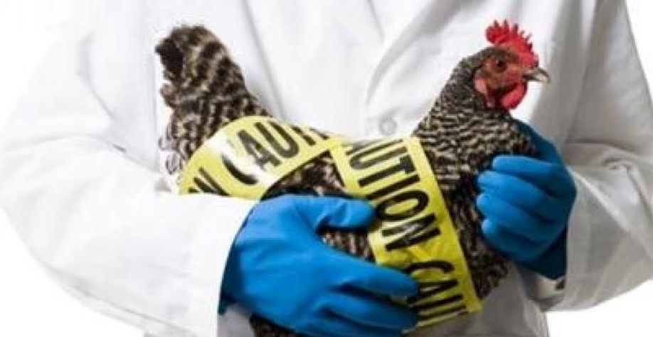 França suspende exportação de frango à China após casos de gripe aviária