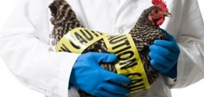 França suspende exportação de frango à China após casos de gripe aviária