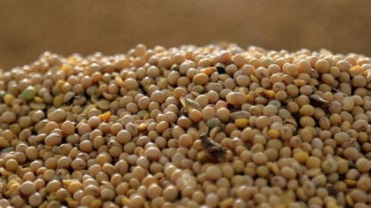 Importação de óleo de soja e arroz dispara com oferta argentina e dos EUA