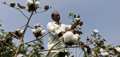 Plantio de algodão do Brasil pode cair 15% em 2020/21, diz Abrapa
