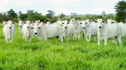 Boi: Análise Conjuntural Agromensal Novembro/2020 Cepea/Esalq/USP